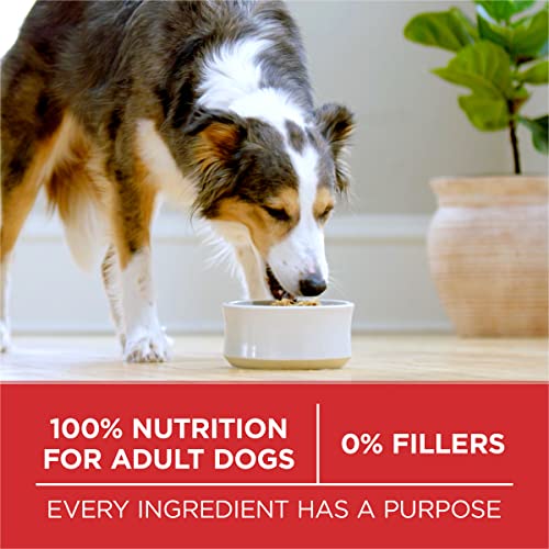 Purina ONE Dry Dog Food Lamb and Rice Formula - 31.1 lb. Bag-UPStoxs