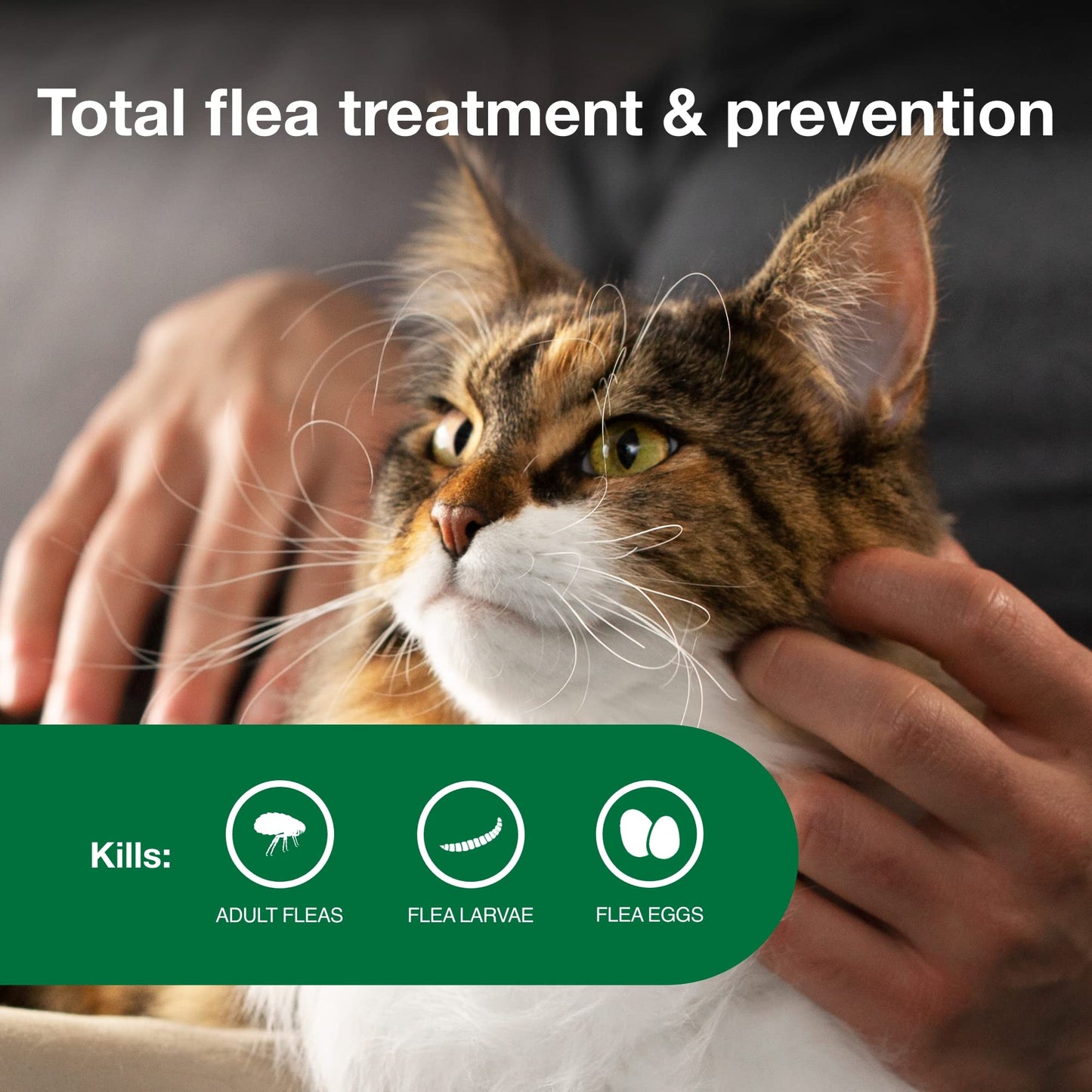 Advantage II Large Cat Vet-Recommended Flea Treatment & Prevention | Cats Over 9 lbs. | 6-Month Supply-UPStoxs