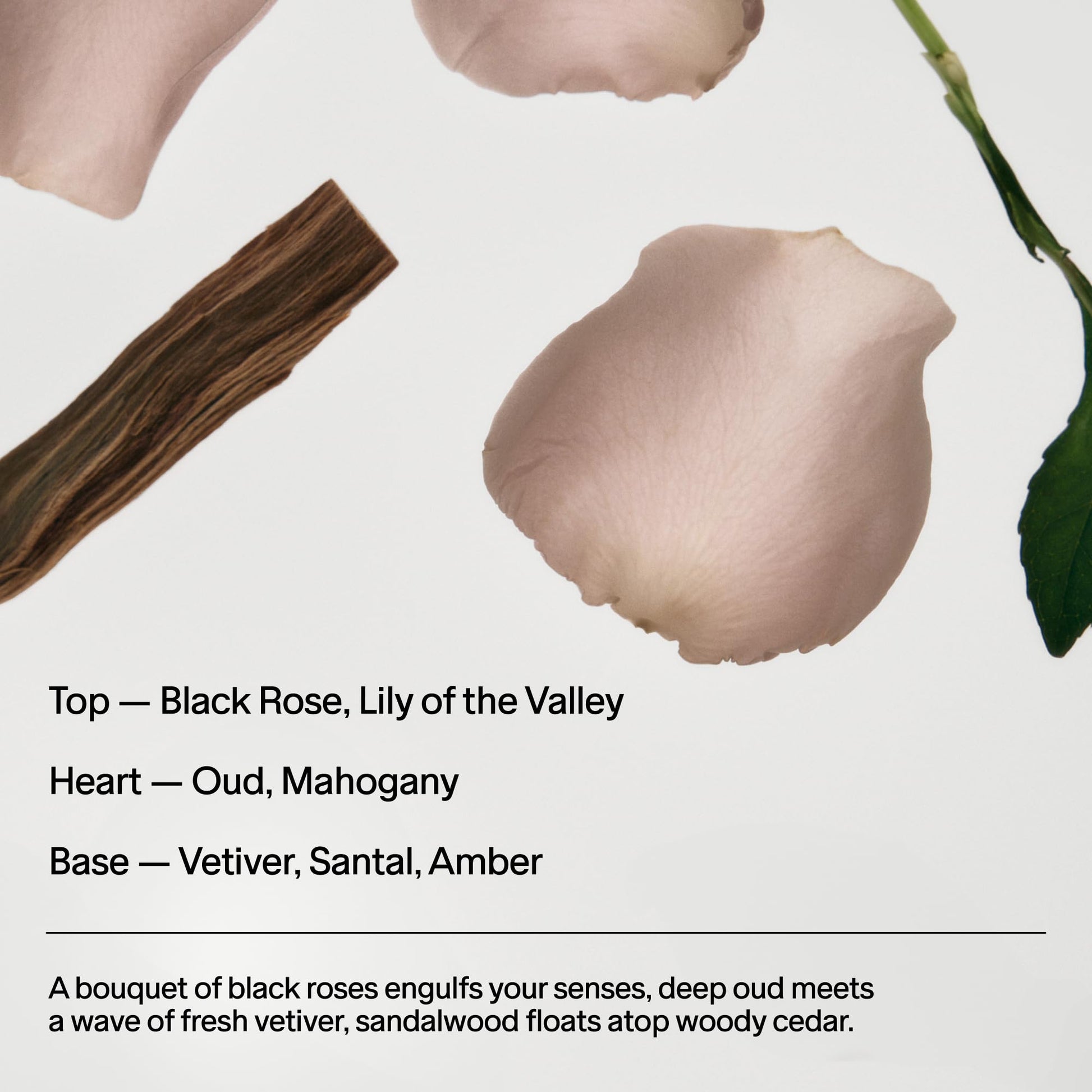 SALT & STONE Natural Deodorant | Extra Strength Natural Deodorant for Women & Men | Aluminum Free with Seaweed Extracts, Shea Butter & Probiotics | Free From Parabens, Sulfates & Phthalates (2.6 oz)-UPStoxs