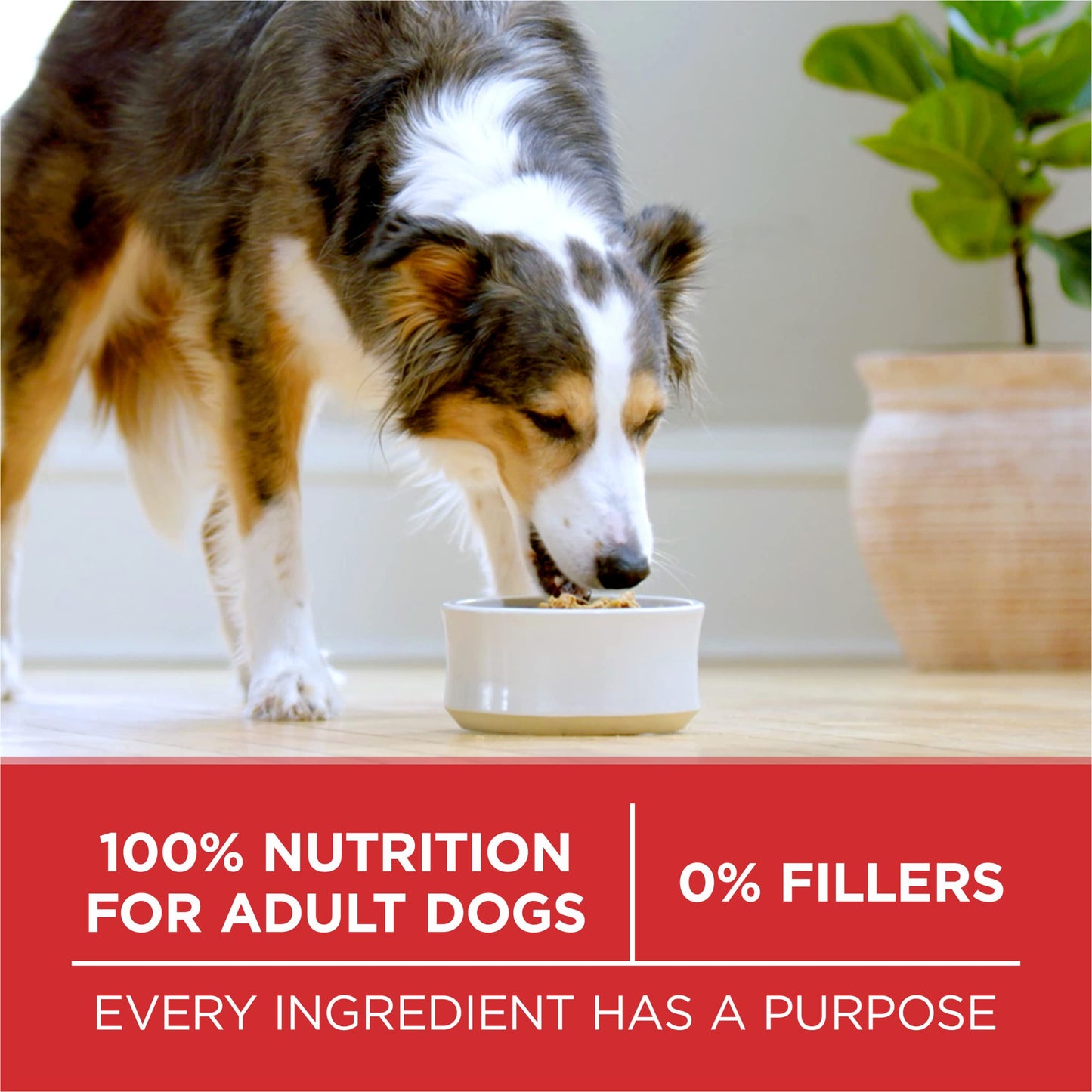 Purina ONE Dry Dog Food Lamb and Rice Formula - 8 lb. Bag-UPStoxs
