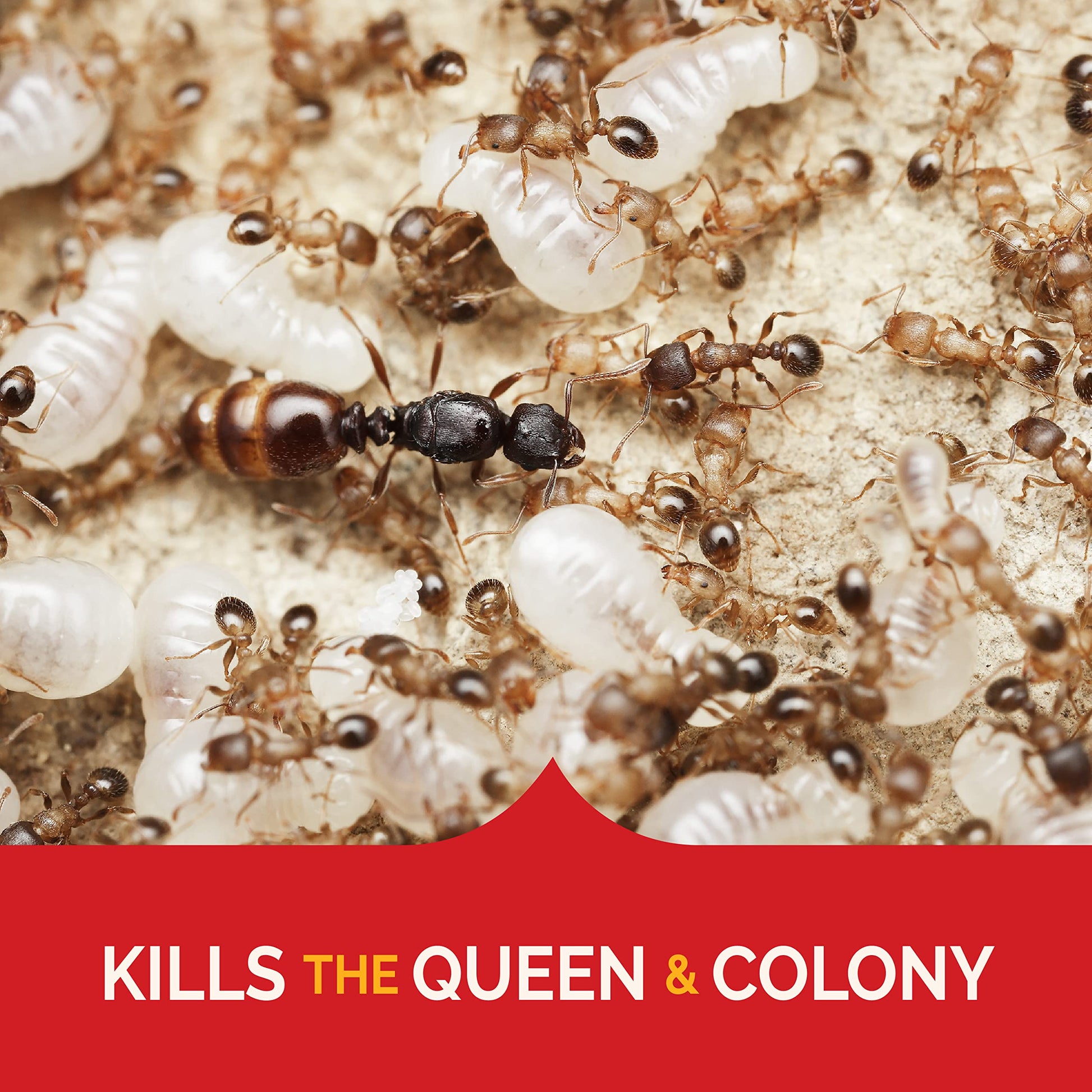 Hot Shot Ant Bait, Kills the Queen and Colony, Works for 6 months, Pack of 1, 8 Count-UPStoxs